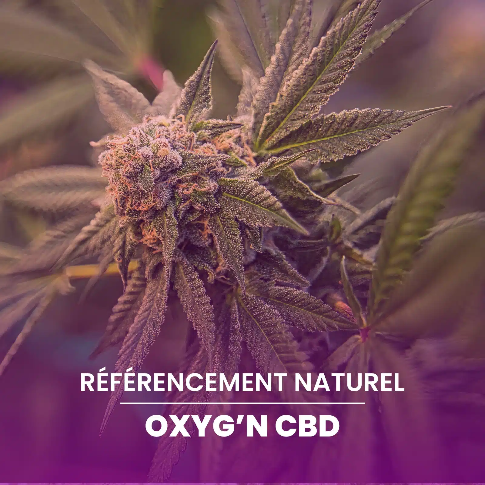 Stratégie SEO d’OXYG'N CBD pour développer la visibilité du site sur Google