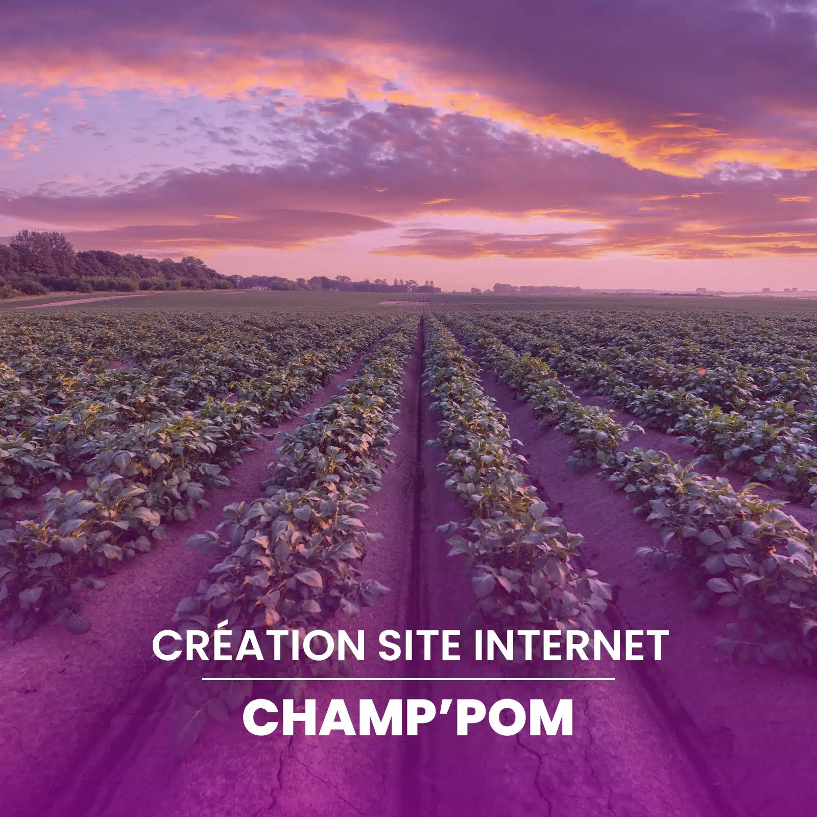 Création du site WordPress de Champ'Pom mettant en valeur son identité et son terroir