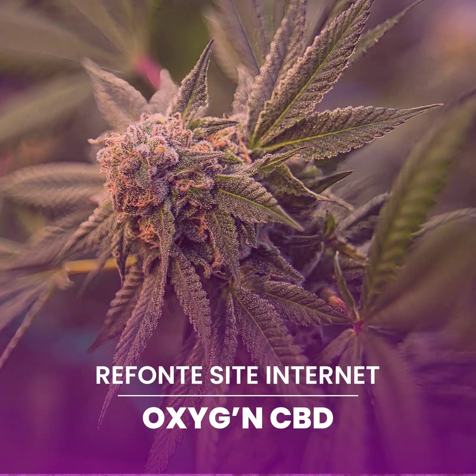 Refonte du site Shopify OXYG'N CBD avec modernisation du design et de l’expérience utilisateur